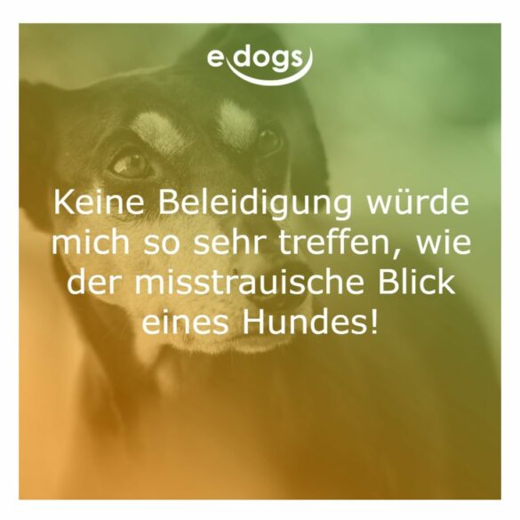 60+ Beste Hundesprüche & Weisheiten edogs.de Magazin