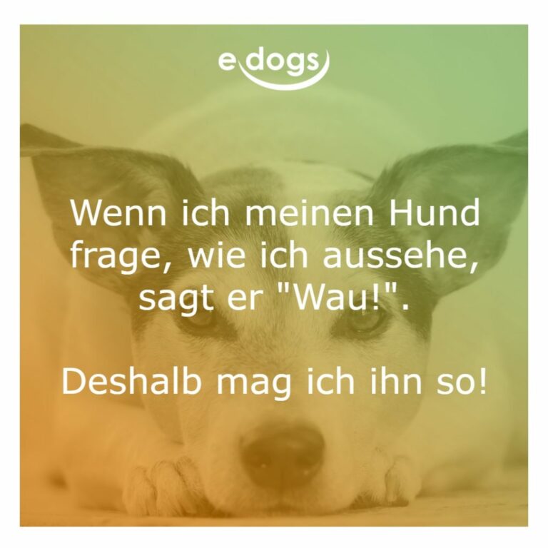 60+ Beste Hundesprüche & Weisheiten edogs.de Magazin
