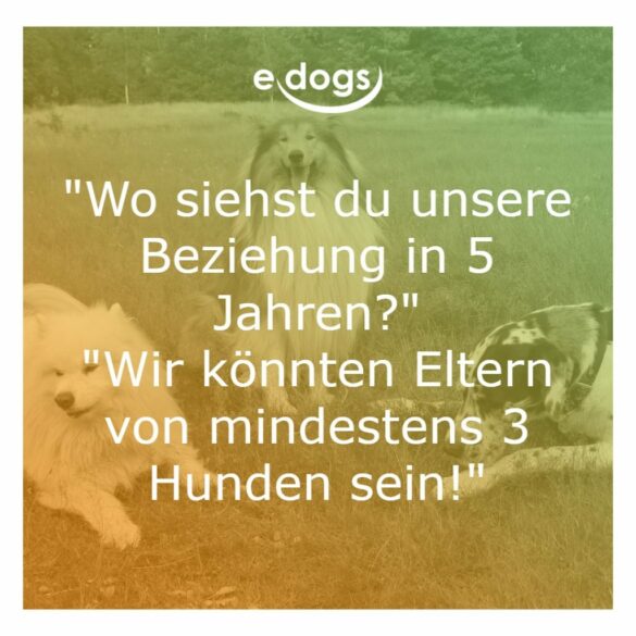 60+ Beste Hundesprüche & Weisheiten edogs.de Magazin