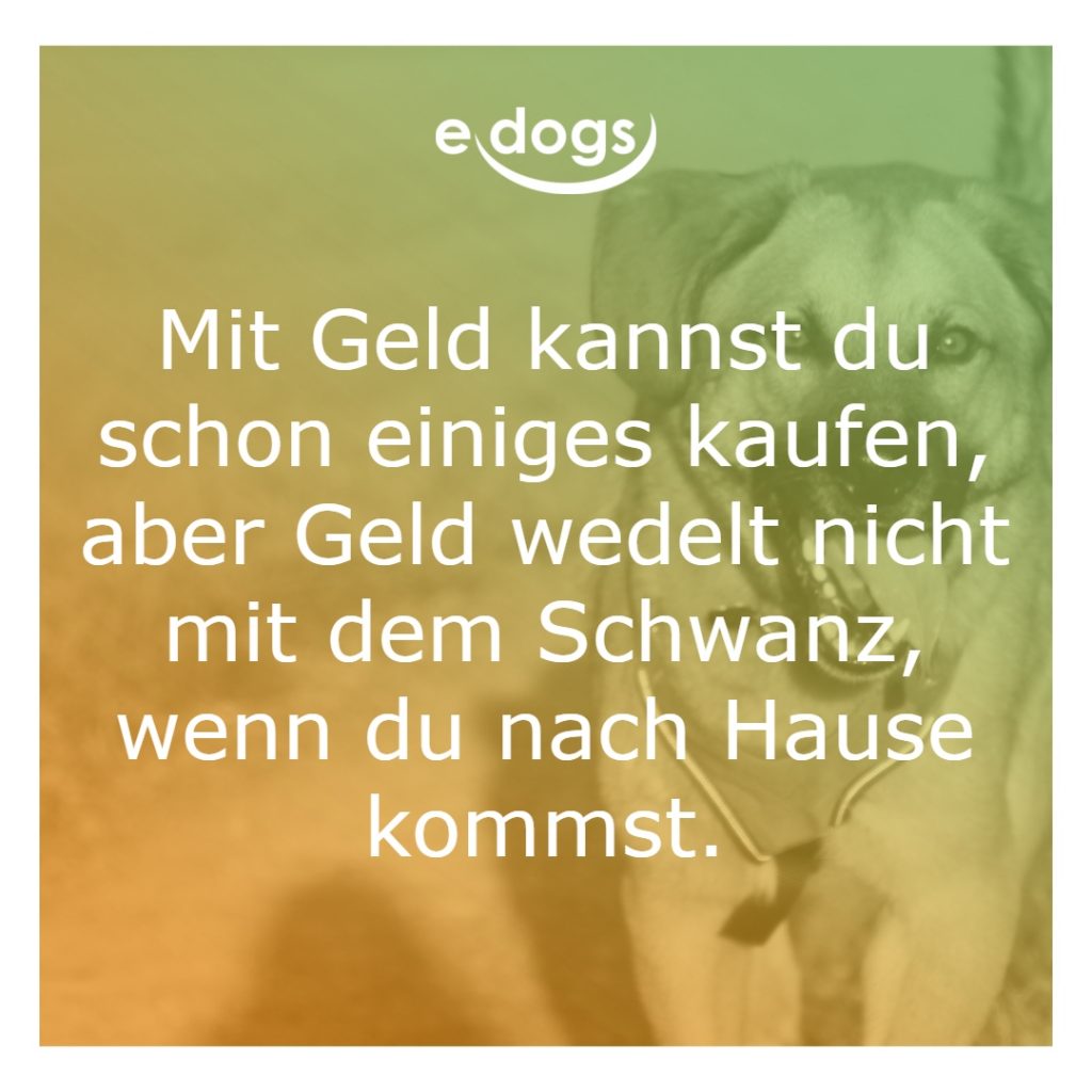 50+ Beste Hundesprüche & Weisheiten edogs.de Magazin