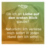 60+ Beste Hundesprüche & Weisheiten edogs.de Magazin