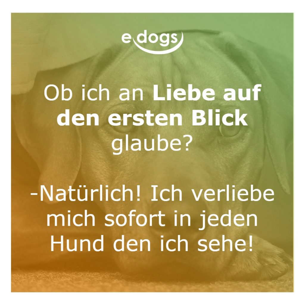 50+ Beste Hundesprüche & Weisheiten edogs.de Magazin