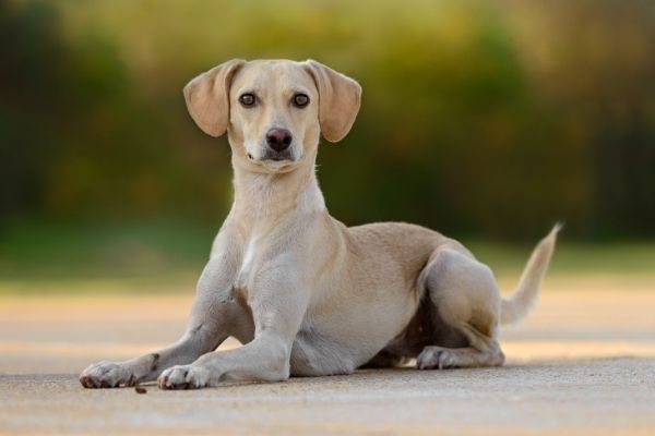 Hunde trächtig: Hündin im Liegen von der Seite