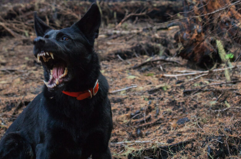hundebiss-aggressiver-hund-wald