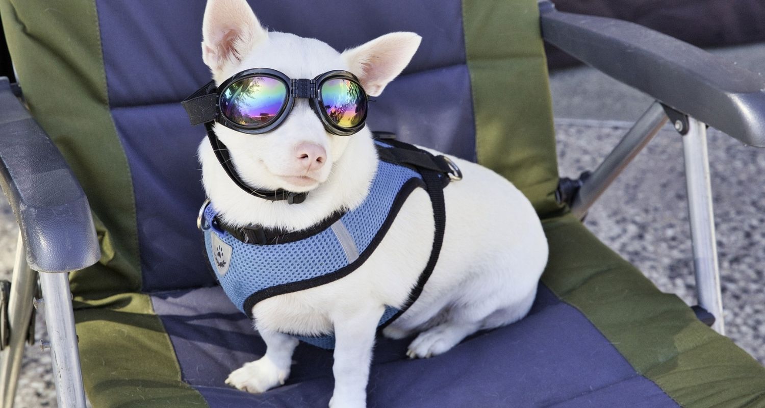 PerGar Hundebrille - Winddichte UV-Schutz Sonnenbrille Für Große Hunde Mit Verstellbarem Riemen