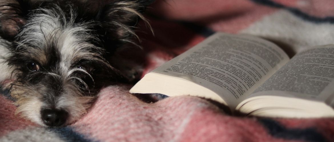 Hundebücher für Erwachsene: Hund mit Buch