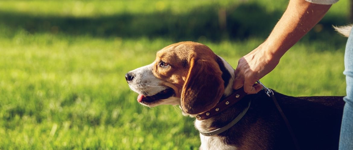 Hundeführerschein: Halter hält Hund am Halsband