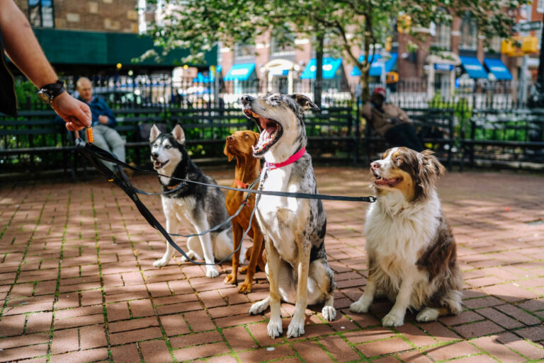 Hundeführerschein – Kosten, Fragen & weitere Infos