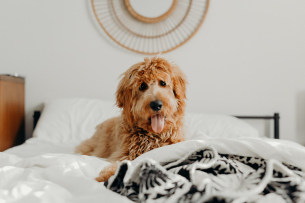 hundehaare-entfernen-hund-bett