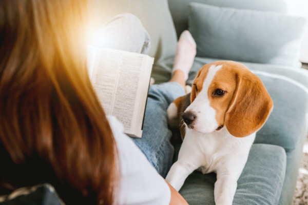 hundehaare-entfernen-hund-sofa-frau