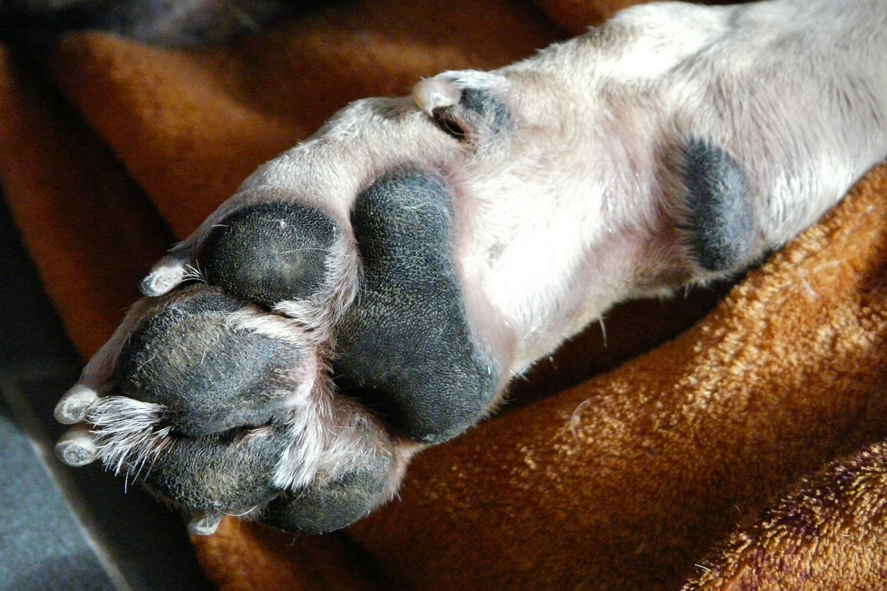Hund Kralle Abgerissen - Wie Lange Verband Pfotenverband beim Hund richtig anlegen | edogs Magazin