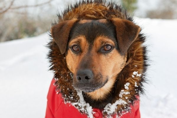 Hundemantel im Winter