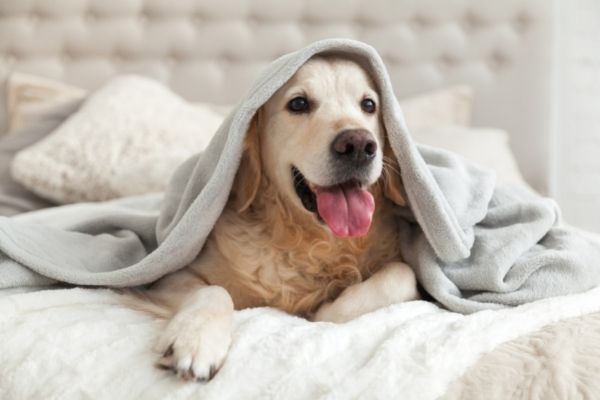 Hund auf dem Bett mit Decke auf dem Kopf