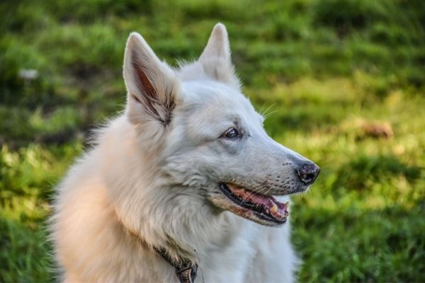 Weißer Schäferhund auf einer Wiese.