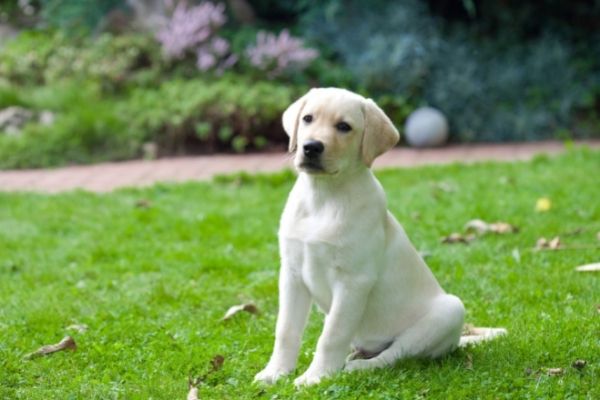 Labradorwelpe auf einer Wiese.