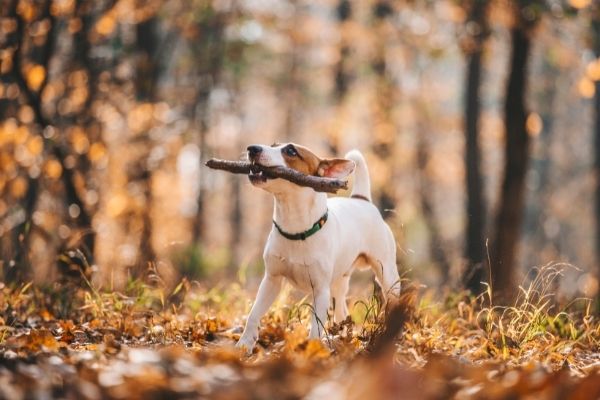 Parson Terrier mit Stock im Maul.