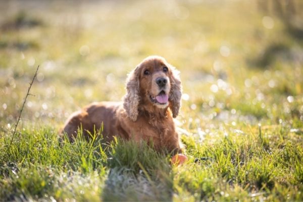 Brauner Cocker Spaniel liegt auf einer Wiese.