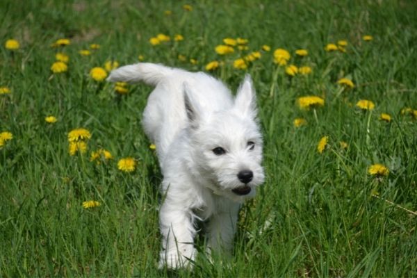 West Highland Terrier rennt über eine Wiese.