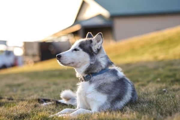 Husky mit blauen Halsband liegt auf einer Wiese.