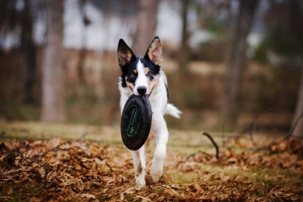 Hund mit Frisbee im Maul.