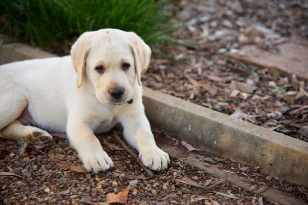 Labradorwelpe liegt auf braunem Boden.