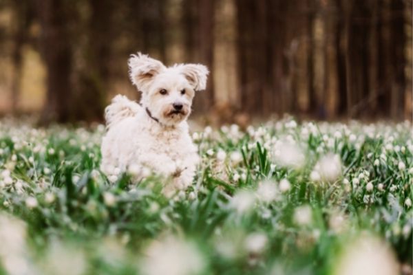 Hund rennt durch eine Blumenwiese.