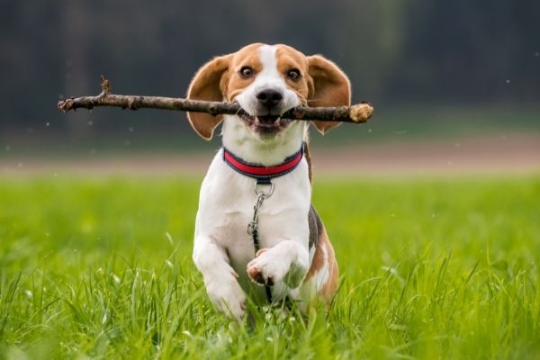 Hund mit Stock im Maul rennt ueber eine Wiese.