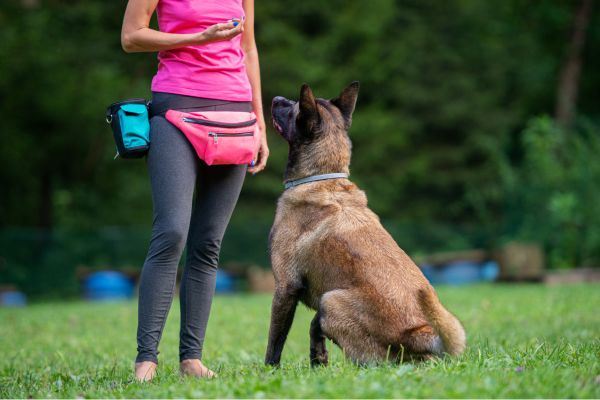 Hundeschule: Hund sitzt vor einer Person, die einen Beutel mit Leckerlis hat.