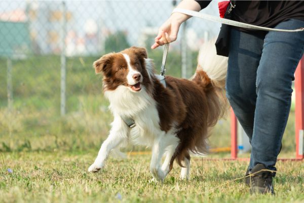 Hundeschule: Person führt einen Hund an der Leine.