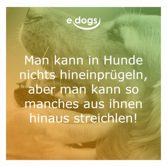 50+ Beste Hundesprüche & Weisheiten edogs.de Magazin