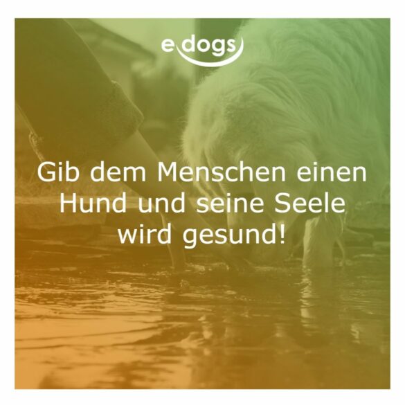 50+ Beste Hundesprüche & Weisheiten edogs.de Magazin