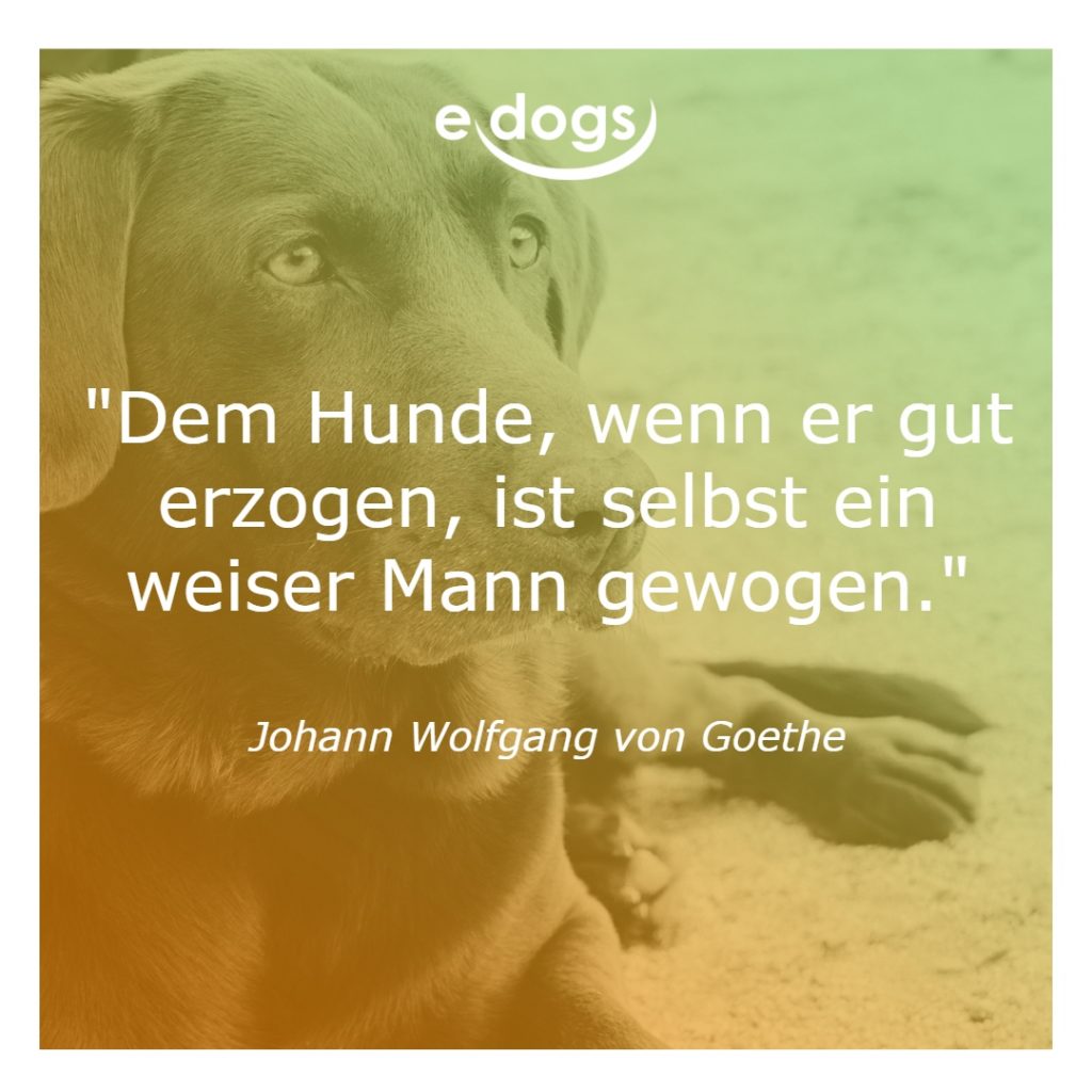 50+ Beste Hundesprüche & Weisheiten edogs.de Magazin