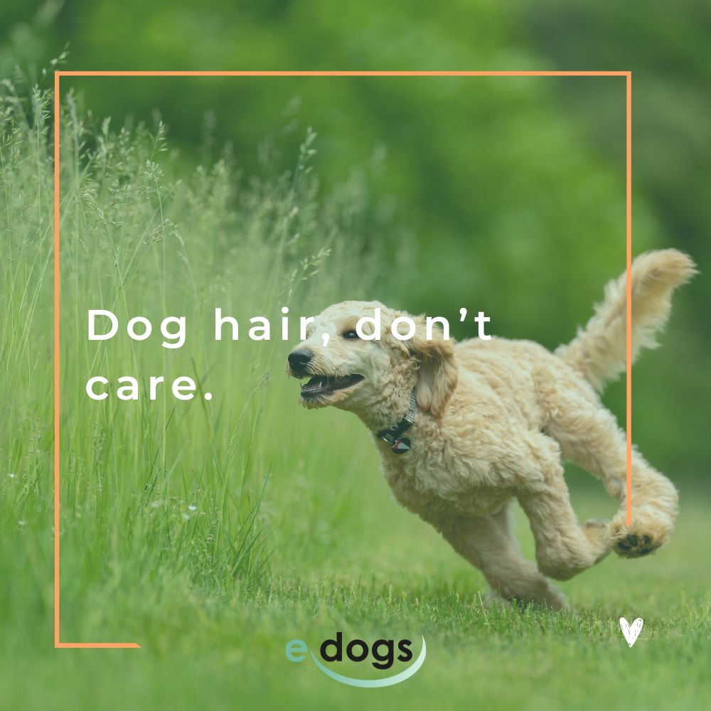 Hundesprüche Englisch: Dog hair, don’t care.