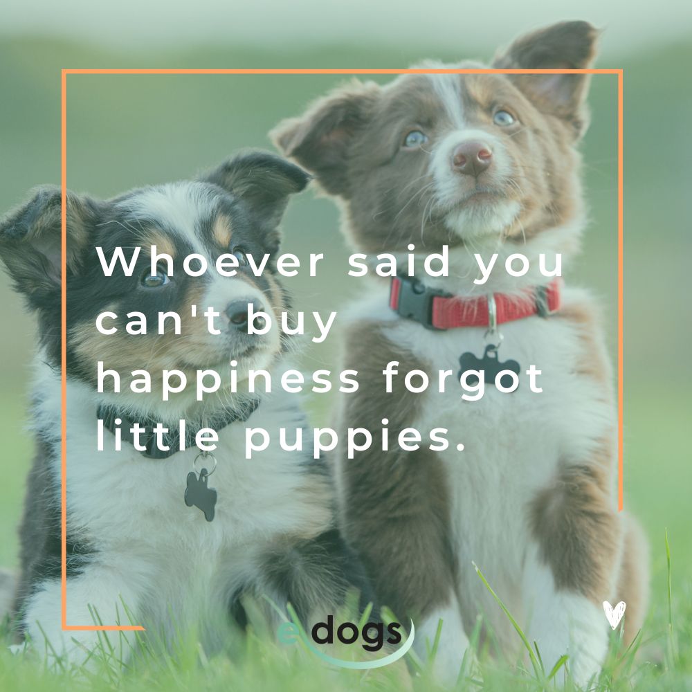 Hundesprüche Englisch: Whoever said you can't buy happiness forgot little puppies.