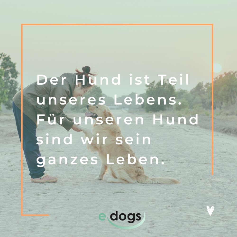 Hundesprüche zum Nachdenken: Der Hund ist Teil unseres Lebens. Für unseren Hund sind wir sein ganzes Leben.