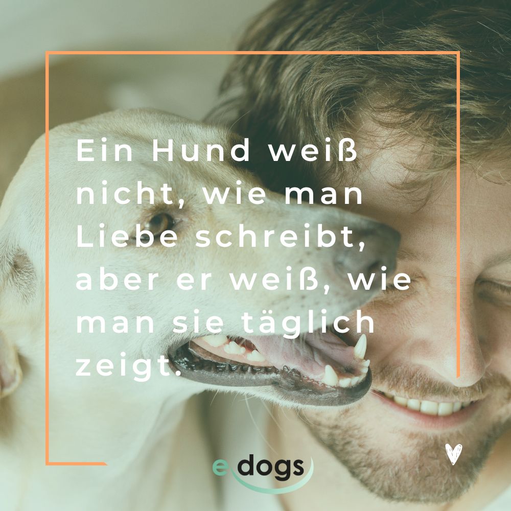 Hundesprüche zum Nachdenken: Ein Hund weiß nicht, wie man Liebe schreibt, aber er weiß, wie man sie täglich zeigt.