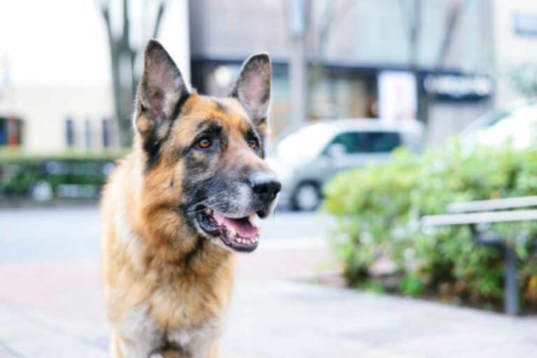 Hundesteuer: Schäferhund in der Stadt