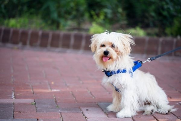 Hundesteuer: Hund auf Asphalt