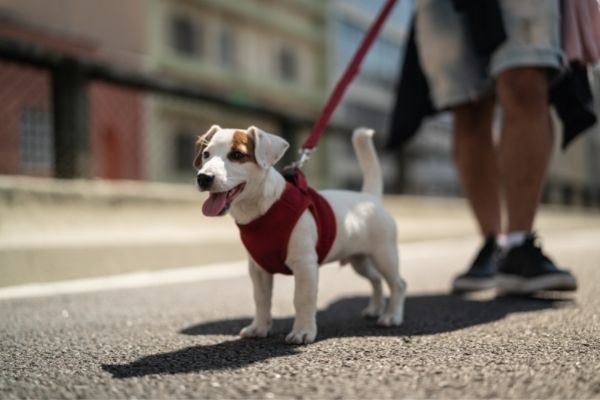 Hundesteuer: Hund beim Gassigehen