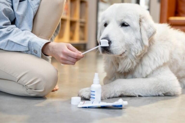 Hundezahnpasta – Ideale Zahnpflege für Deine Fellnase