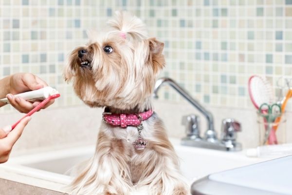 Hundezahnpasta: Hund in Badewanne