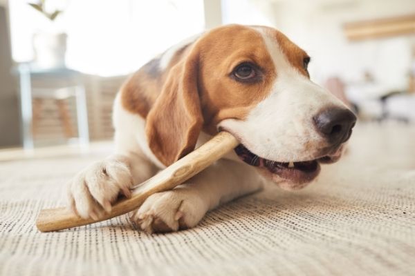 Hundezahnpasta: Hund mit Kaustick auf Teppich