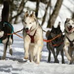 Husky