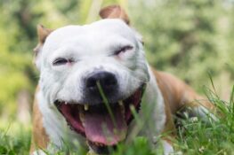 Rostock Hund attackiert Frau und wird erschossen I edogs Magazin