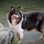 Collie