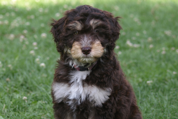 Aussiedoodle