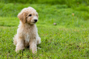 Hybridhunde Rassen: Goldendoodle