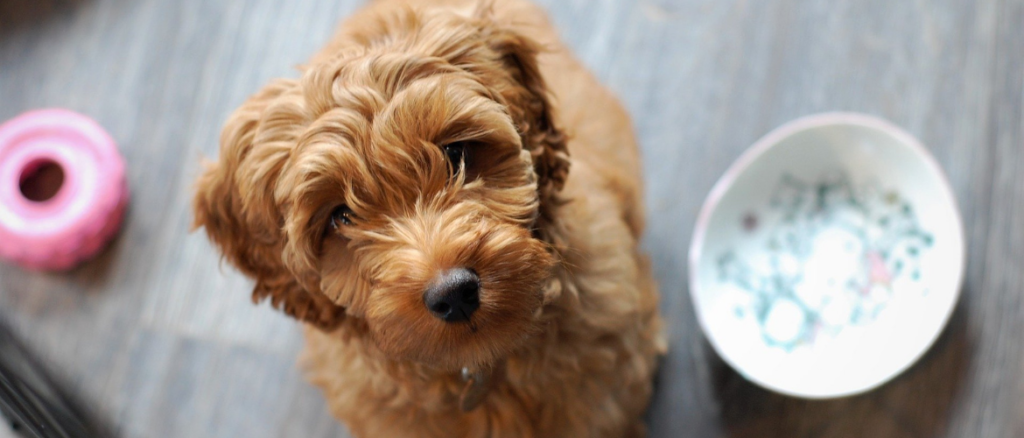 Hybridhunde: Labradoodle im Sitzen