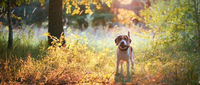 Hypoallergenes Hundefutter – Alles über die Fütterung von Allergiker-Hunden