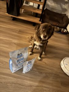 Erfahrungen mit Brit Care Mini: Testhund Hazel neben Brit Care Mini